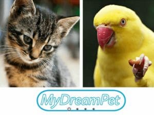 My Dream Pet - Noget godt til alle Kæledyr